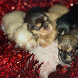 Yorkshire Terrier Puppies from Thomas Valley Yorkies
