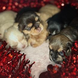 Yorkshire Terrier Puppies from Thomas Valley Yorkies