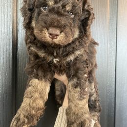 Bernedoodle Puppies from Boutique Bernedoodles & Co.