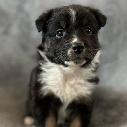 Tinker bell Girl-3 - Black tri-color female Australian Shepherd puppy in Mena, Arkansas from Fat-Bottom Farms