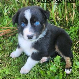 Boy 6 - Black tri-color male Australian Shepherd puppy in Harpers Ferry, Iowa from Wexford Creek Aussies, LLC