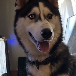 Koda - Siberian Husky