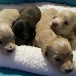 Dachshund puppies from Canisteo Dachshunds