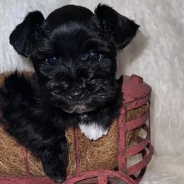Stitch - Black male Miniature Schnauzer puppy in Silsbee, Texas from My Little Schnauzer Pals