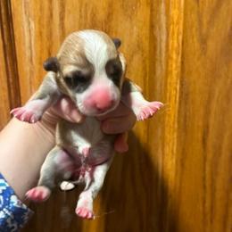 Rayna - Red female Pembroke Welsh Corgi puppy in Delton, Michigan from CorGizmo