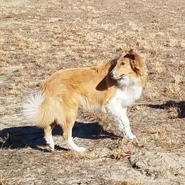 Scout - Collie