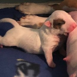 Miniature Bull Terrier Puppies from Tonka Miniature Bull Terriers