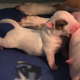 Miniature Bull Terrier Puppies from Tonka Miniature Bull Terriers