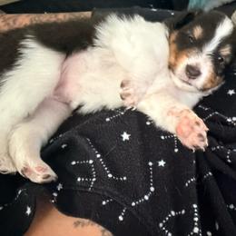 Kootie - Black & tan female Toy Shetland Sheepdog puppy in Leavenworth, Washington from Better Than Best Farm