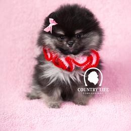 Pomeranian Puppies from Country Life Pomeranians