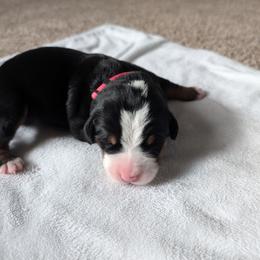 Girl 5 - Black, white and red female Greater Swiss Mountain Dog puppy in Reinholds, Pennsylvania from Stonebridge Swissies
