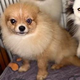 Dasher - Orange sable male Pomeranian puppy in Gilmer, Texas from Fairchild Fancy Pomeranians and Coachella Pomeranians