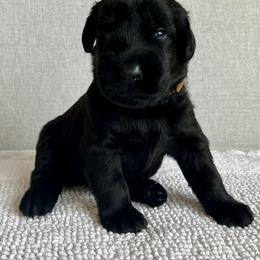 Giant Schnauzer and Miniature Schnauzer Puppies from My Angel Schnauzers