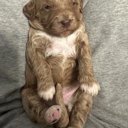 Bernedoodle Puppies from Bernied00dle Love