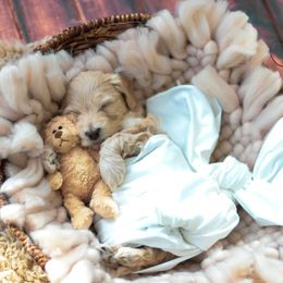 Cockapoo Puppies from Cockapoo to You