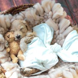 Cockapoo Puppies from Cockapoo to You