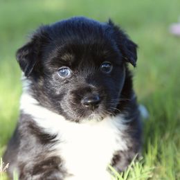 Nani - Black tri female Miniature Australian Shepherd puppy in Weatherford, Texas from Ridgestar Aussies