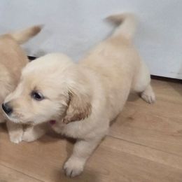 Dove - Golden female Golden Retriever puppy in Greenbrier, Tennessee from Glambleberry Goldens