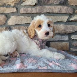 SweetPea - Parti female Goldendoodle puppy in Grabill, Indiana from Rose's Doodles