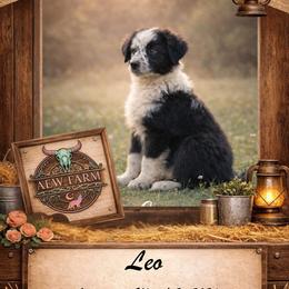 Leo - Black & white male Australian Shepherd puppy in Citra, Florida from AEW Farm