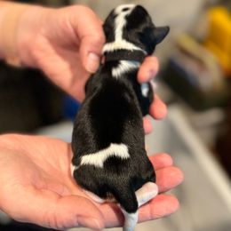 Rocky - Cavalier King Charles Spaniel puppy from Judy's Cavaliers