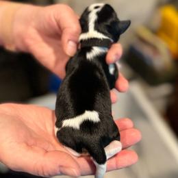 Rocky - Cavalier King Charles Spaniel puppy from Judy's Cavaliers