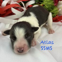 Atlas - Parti male Miniature Schnauzer puppy in Sylvania, Georgia from Southern Sky Miniature Schnauzers