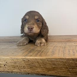 Cedar - Chocolate and cream male Dachshund puppy in Squires, Missouri from Hudson’s Hounds