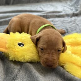 Brite Green Boy - Red golden male Vizsla puppy in Foley, Alabama from Paula's South Bama Vizslas