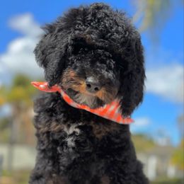 Rocky - Phantom Bernedoodle puppy in Yorba Linda, California from SoCal Doodles