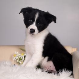 Stardust - Black and white male Border Collie puppy in Conway, Missouri from 2J 2K Border Collies | Maremma Sheepdogs