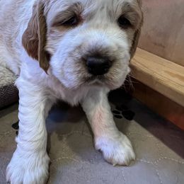 English Springer Spaniel Puppies from English Springer Spaniels at Lands Lodge