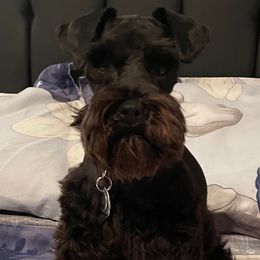 Miniature Schnauzers from Wowzers Mini Schnauzers