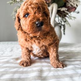 Regina - Red  female Goldendoodle puppy in Jacksonville, Florida from First Coast Goldendoodles