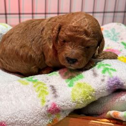 Captain - Red male Cavapoo puppy in Manlapan, New Jersey from Alyssa Xxweetdoodles