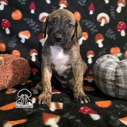 Bourbon - Brindle male Great Dane puppy in Spiro, Oklahoma from Big Birch Danes