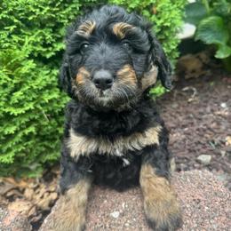 Purple collar bern - Tri-color female Bernedoodle puppy in Mc Henry, Maryland from TLC by the Lake Standard Poodle and Doodles