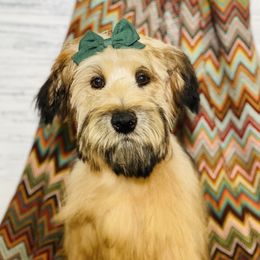 Gracie - Soft Coated Wheaten Terrier