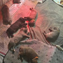 Boy 3 - male Cane Corso puppy in Edgewater, Florida from Paradiso Cane Corso