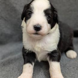 Black collar - Black and white male Sheepadoodle puppy in Seaman, Ohio from Ohio Valley Sheepadoodles