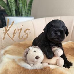 Kris AKC - Black male Miniature Schnauzer puppy in Victorville, California from West Coast Royal Miniature Schnauzer