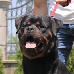 Mozart - Rottweiler