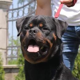 Mozart - Rottweiler