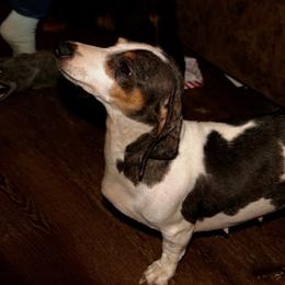 Ruby - Dachshund