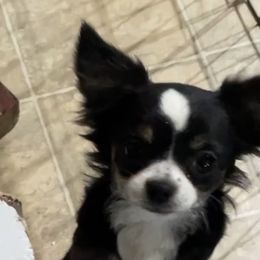 Bella - Chihuahua
