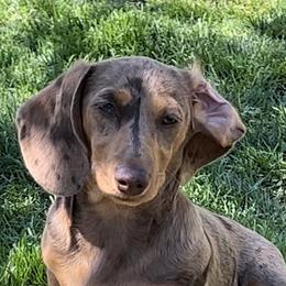 Stella - Dachshund