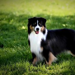 Goose - Miniature American Shepherd