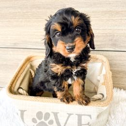Snickers - Black and tan male Cavapoo puppy in Dayton, Idaho from Rocky Ledge Puppies