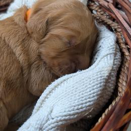 Golden Retriever Puppies from Chrysus Spirit Goldens