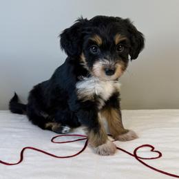 Samantha - Black tri-color female Aussiedoodle puppy in Adams, Nebraska from Boxcar Doodles and Poodles